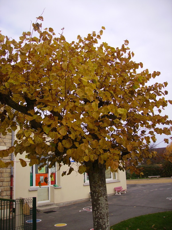 Rentrée d'automne.