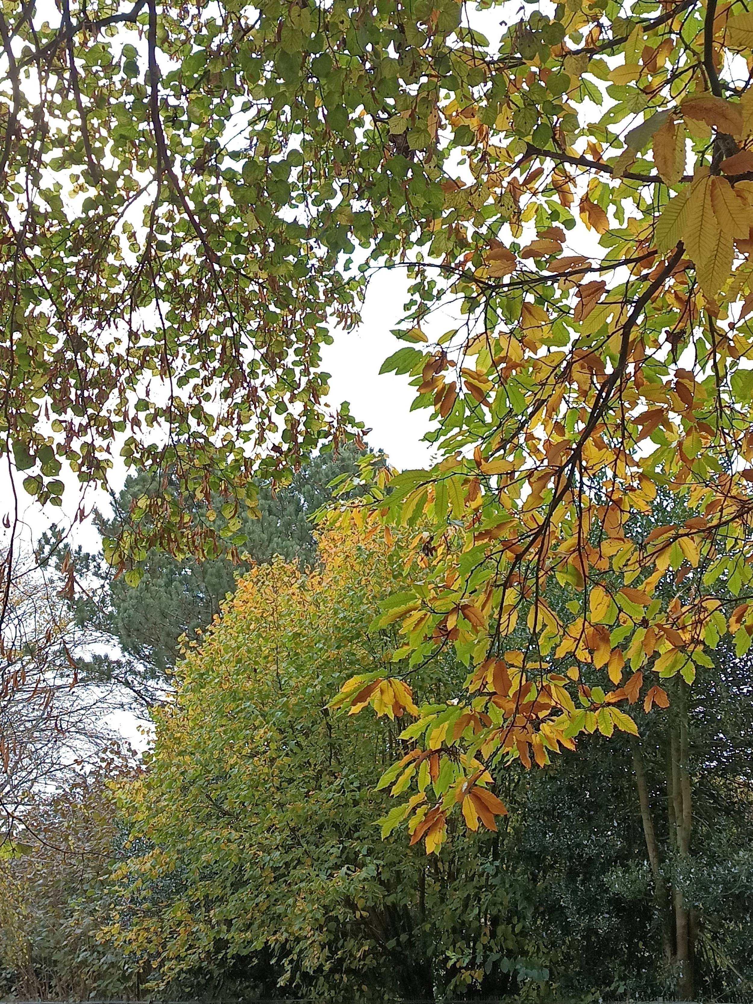 Promenous nous dans les bois ....